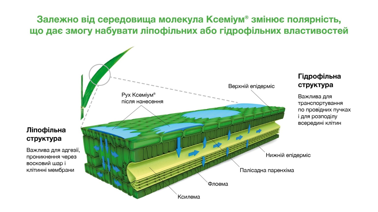 https://www.agro.basf.ua/Pictures/%D0%BE%D0%BD%D0%BE%D0%B2%D0%BB%D0%B5%D0%BD%D1%96-%D1%84%D0%BE%D1%82%D0%BE/photo/%D0%BA%D1%81%D0%B5%D0%BC%D0%B8%D1%83%D0%BC_1540x866.jpg?1679506846683